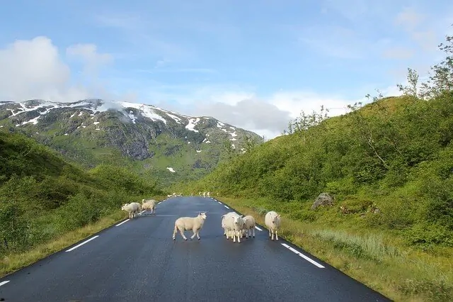 Sheep on the Road in New Zealand