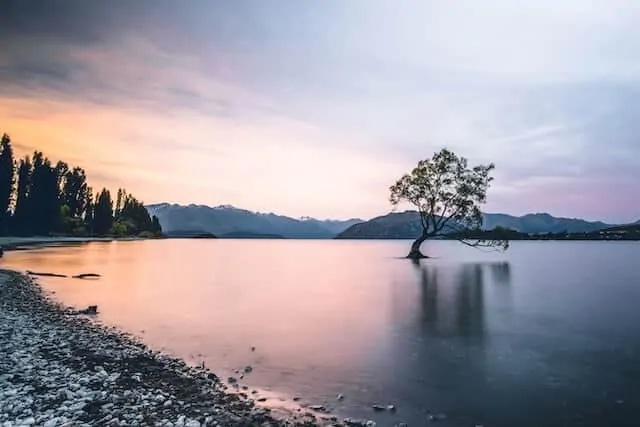 Wanaka Tree New Zealand