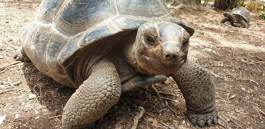 Rescued Aldabra Tortoise in Antigua