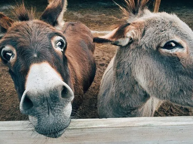 Donkey's in Antigua