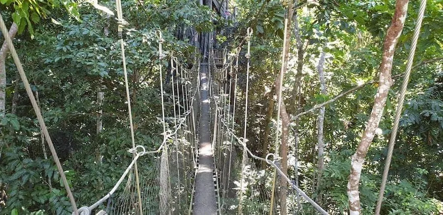 Falealupo Canopy Walk in Samoa