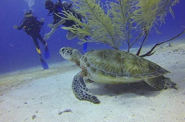 Scuba Diving in Antigua