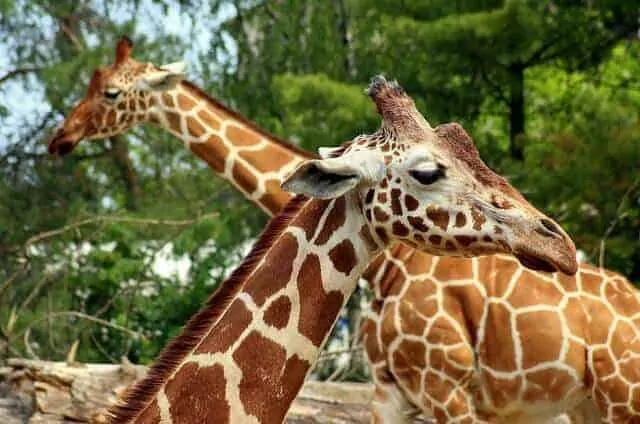 Two giraffes in an enclosure at a zoo facing opposite ways and crossing necks
