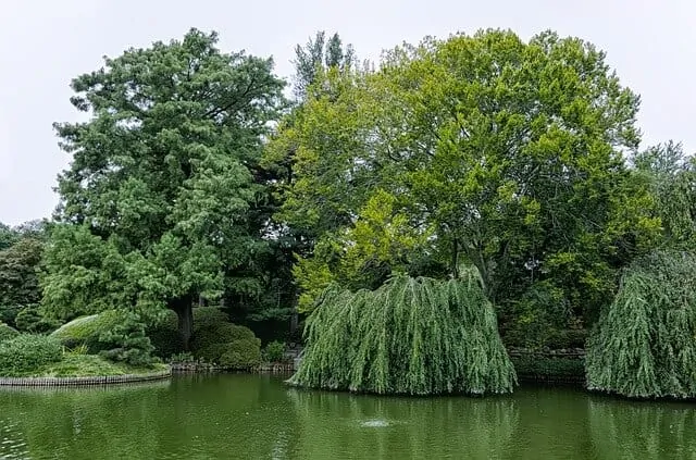 Brooklyn Botanic Gardens