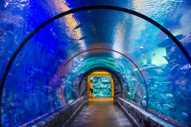 Underwater walkway at Shark Reef Mandalay Bay