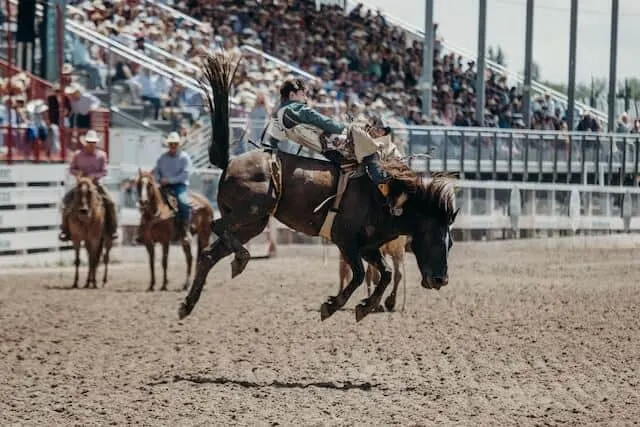 Bucking Bronco in Wyoming