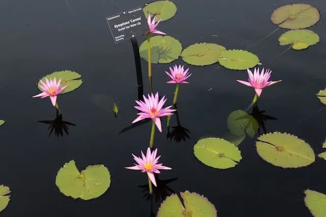 Lake with Lilies in Denver Botanic Garden