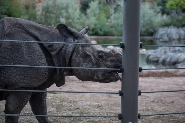 Rhino behind electric fence at a zoo