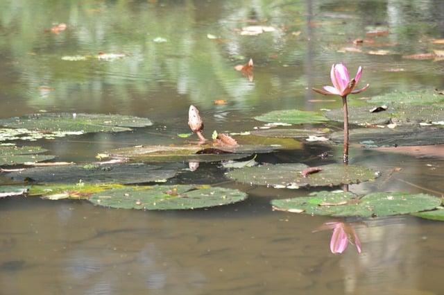 Waterlily in Riverside International Friendship Garden