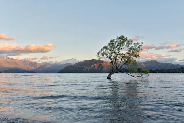 Wanaka Tree