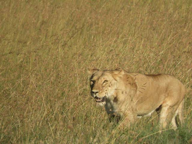 Lioness in the Masai Mara