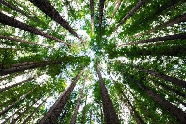 Redwood National Park