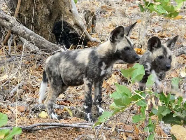 Africa Painted Dogs - Wild Dogs