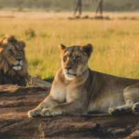 African Safari Animals - Big 5 Africa