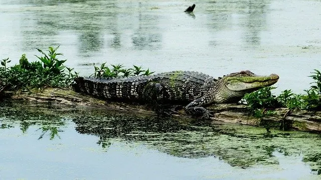 Aligator in the Louisiana Bayou
