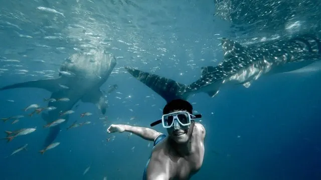 Whale sharks in the Maldives