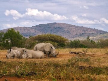 50+ African Safari Animals (Facts, Pics + Where to Find Them!)