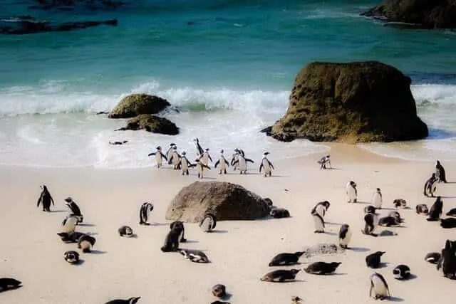 Boulders Beach South Africa