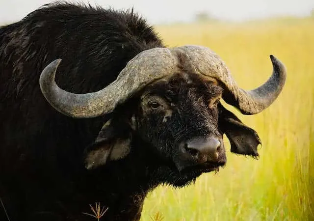 Buffalo in the Maasai Mara (c) MakeTimeToSeeTheWorld