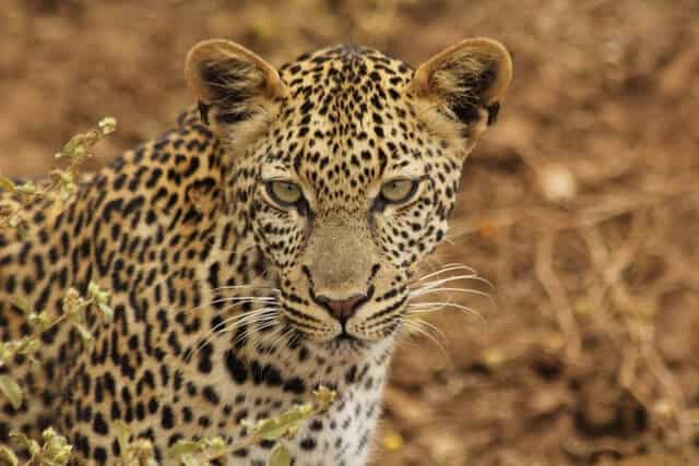 Cape Mountain Leopard