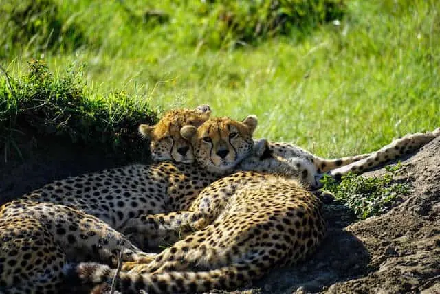 Cheetah Cuddles in Maasai Mara National Park (c) MakeTimeToSeeTheWorld