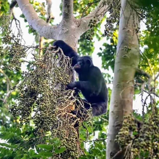 Chimpanzee in Kalinzu 
