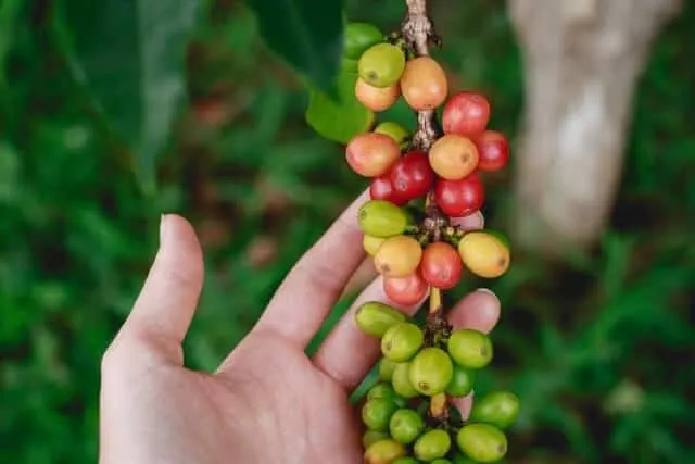 Coffee Tour Nairobi