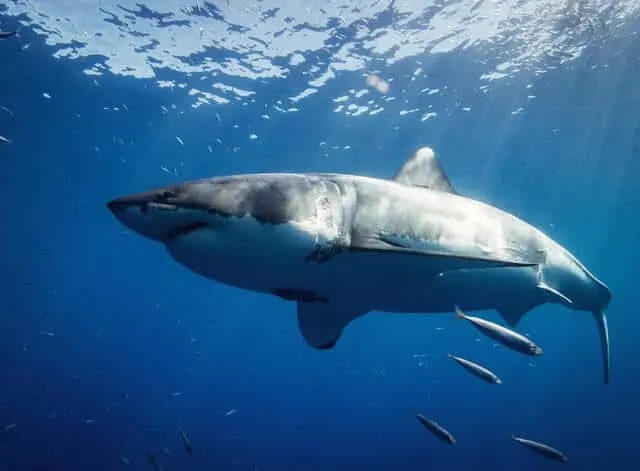 Diving with Great White Sharks