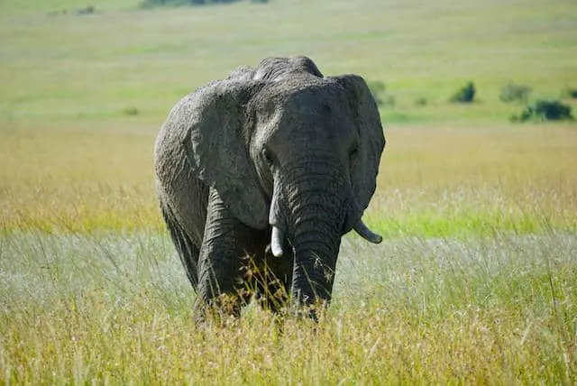 Elephant covered in dust in Maasai Mara (c) MakeTimeToSeeTheWorld