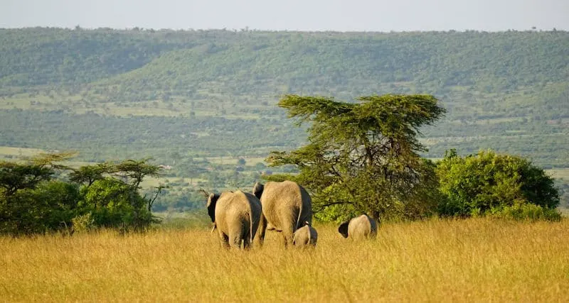 Family of Elephants in Maasai Mara (c) MakeTimeToSeeTheWorld