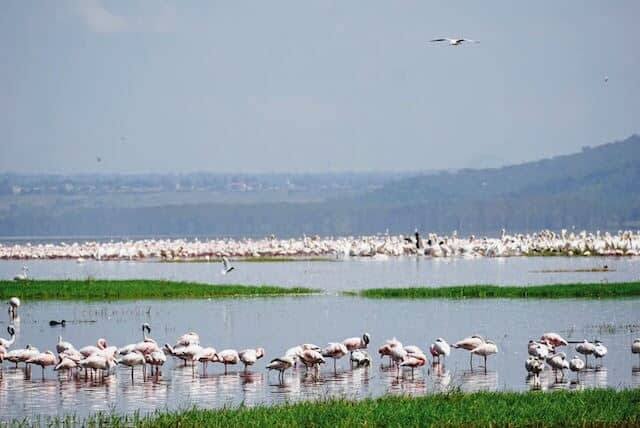 Flamingos at Lake Nakuru 
