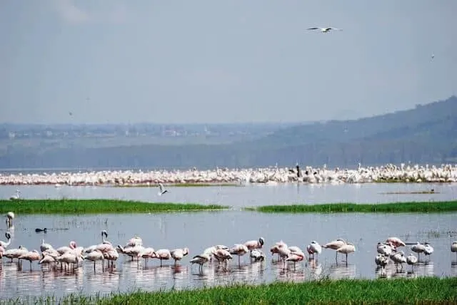 Flamingos at Lake Nakuru 
