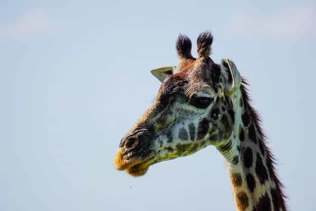 Giraffe in Maasai Mara National Reserve (c) MakeTimeToSeeTheWorld
