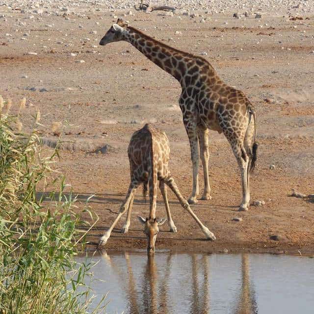 Giraffes drinking in Etosha
