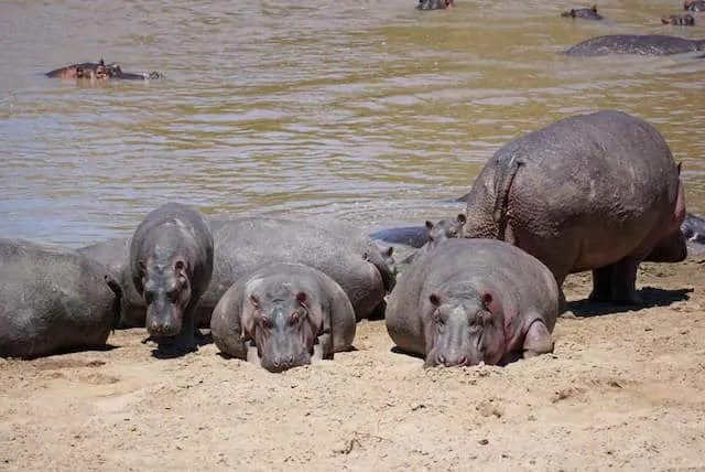Hippos in Maasai Mara (c) MakeTimeToSeeTheWorld