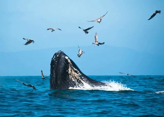 Humpack Whale in South Africa