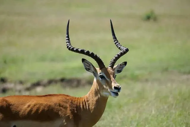 Impala in Maasai Mara National Reserve (c) MakeTimeToSeeTheWorld