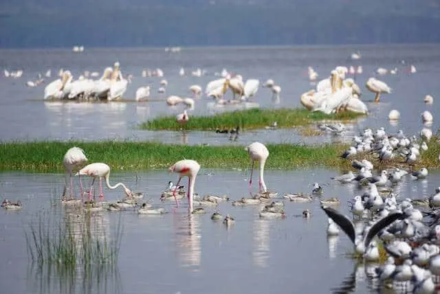 Lake Nakuru National Park