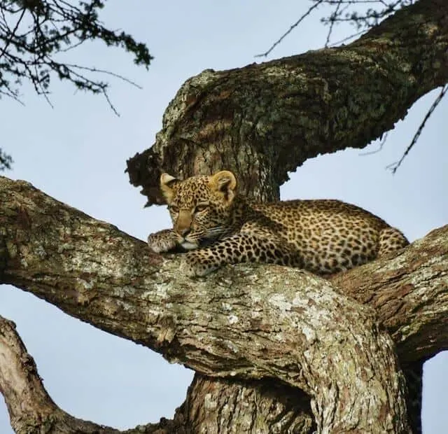 Leopard in a tree (c) MakeTimeToSeeTheWorld