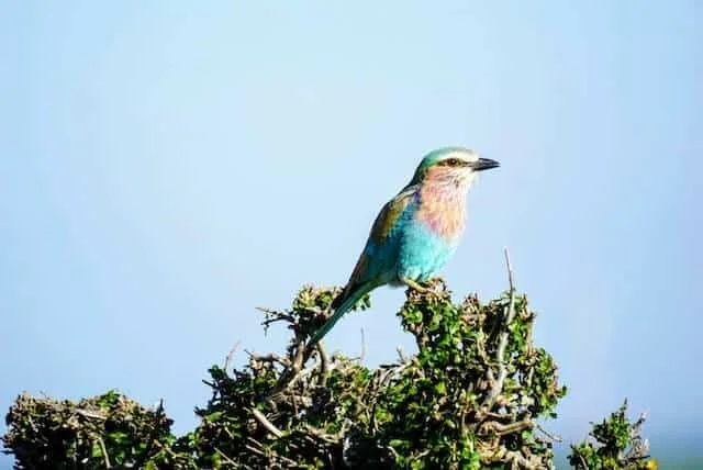 Lilac Breasted Roller 
