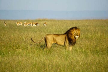 25 STUNNING Images from Maasai Mara National Reserve in Kenya