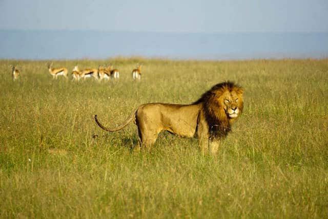 Lion in Maasai Mara National Reserve (c) MakeTimeToSeeTheWorld