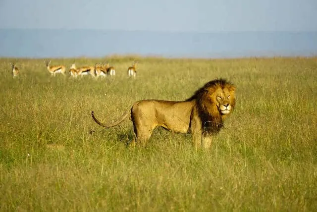 Lion in Maasai Mara National Reserve (c) MakeTimeToSeeTheWorld