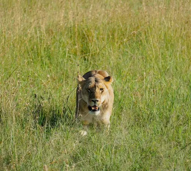 Lioness in Maasai Mara National Reserve (c) MakeTimeToSeeTheWorld