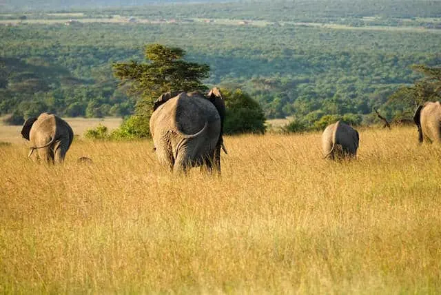 Maasai Mara Game Reserve (c) MakeTimeToSeeTheWorld