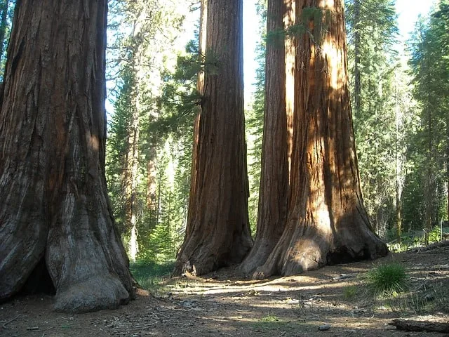 Mariposa Grove of Giant Sequoias