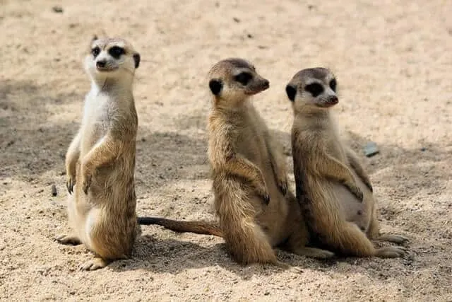 Meerkats in Africa