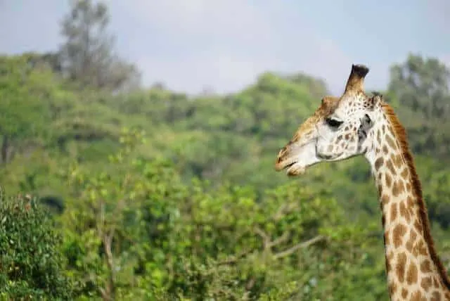 Nairobi Half Day Game Drive