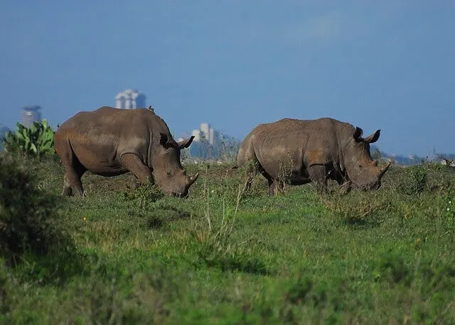 Nairobi National Park Game Drive