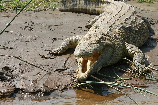 Nile Crocodile on the bank next to water with it's jaws open
